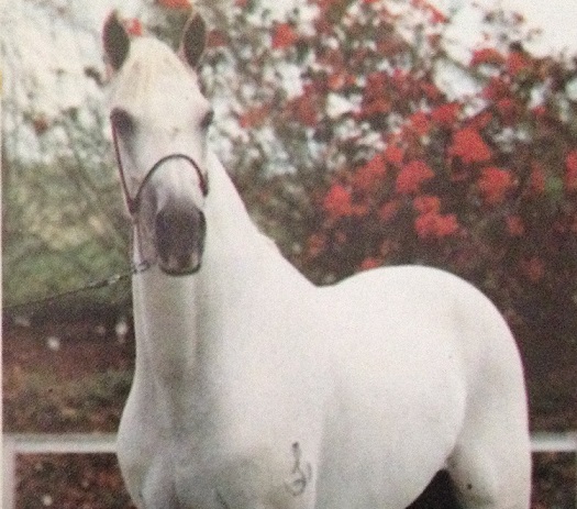 imagem cavalo Cangaceiro Tabatinga