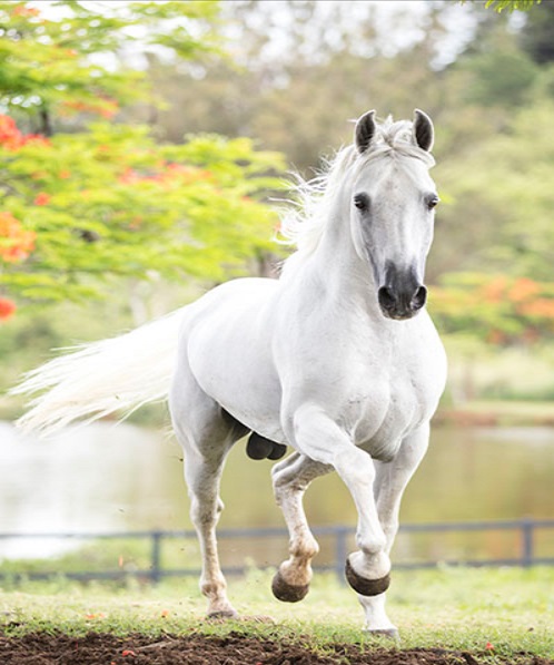 imagem cavalo Carioca de Marip