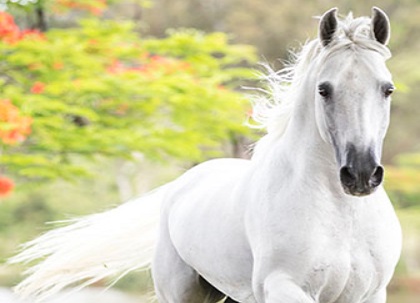 imagem cavalo Carioca de Marip