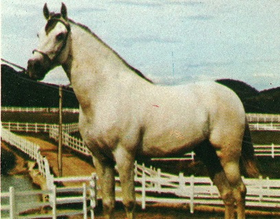 imagem cavalo Carrasco da Gironda