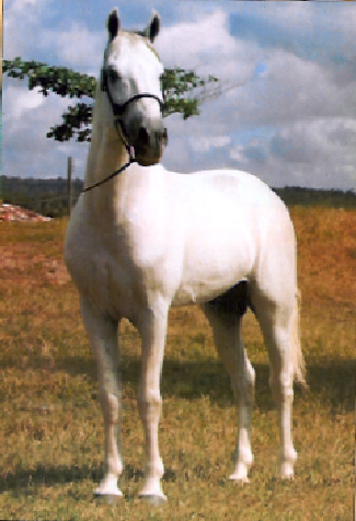 imagem cavalo Cartacho da Santa Terezinha