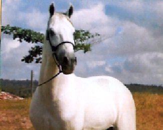 imagem cavalo Cartacho da Santa Terezinha