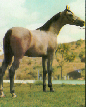 imagem cavalo Catuni Aiua