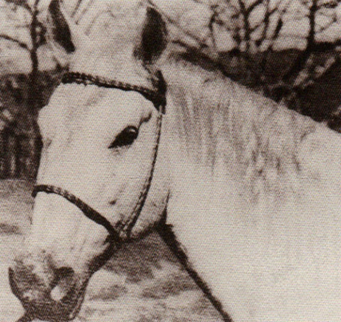 imagem cavalo Cego Bela Cruz