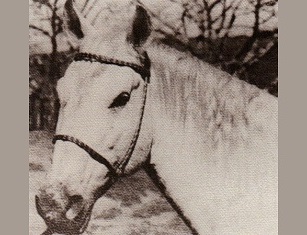 imagem cavalo Cego Bela Cruz