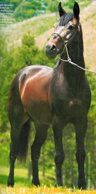 imagem cavalo Charlato J.G.