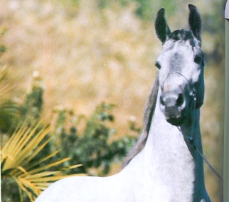 imagem cavalo Cigano de So Carlos