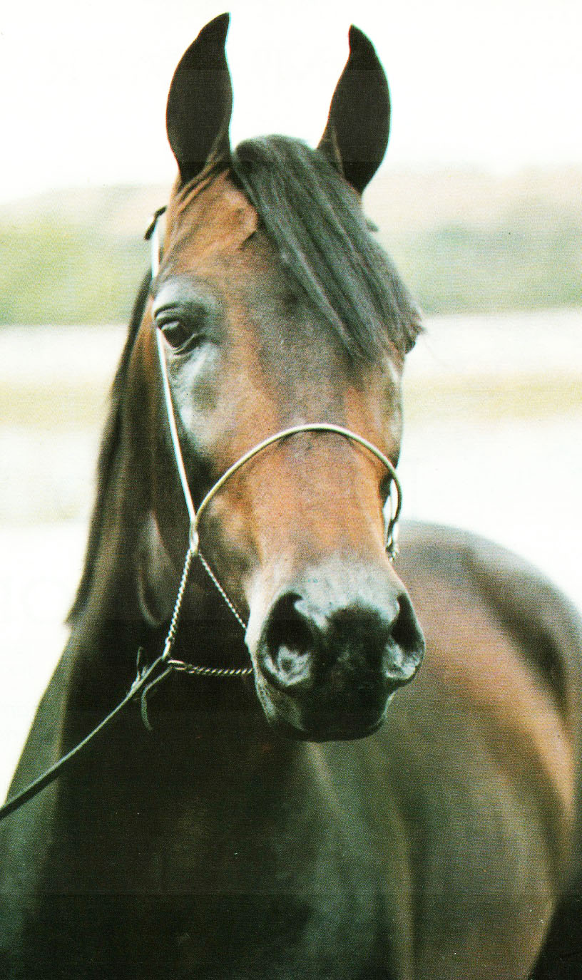 imagem cavalo Conhaque Scala