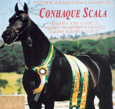 imagem cavalo Conhaque Scala