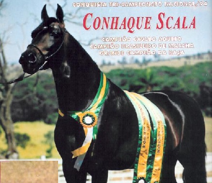 imagem cavalo Conhaque Scala