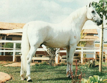 imagem cavalo Conselheiro do Porto Azul