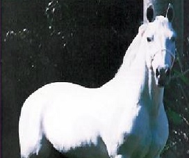 imagem cavalo Curi da Santa Terezinha