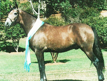 imagem cavalo Curumim do Bontempo