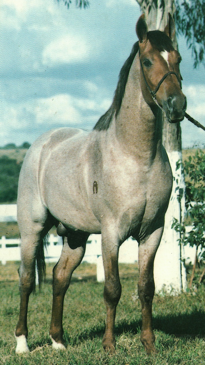 imagem cavalo Desafio de So Carlos