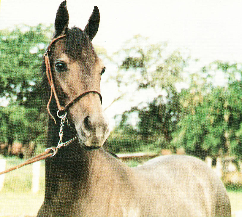 imagem cavalo Disco do Estoril