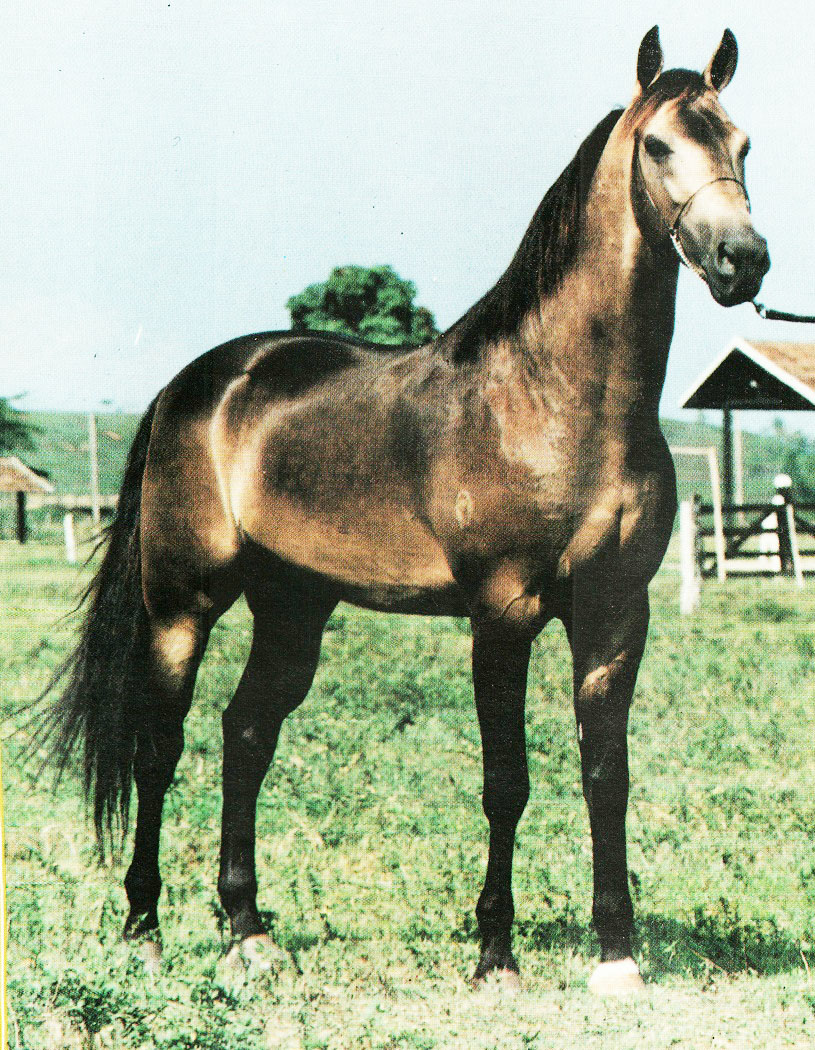 imagem cavalo Dom de Monte Flora