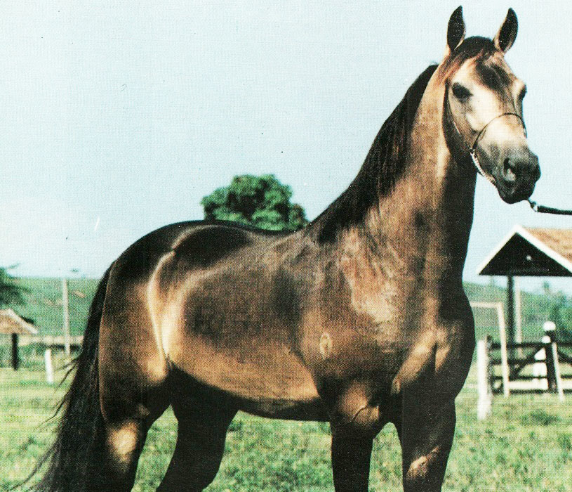 imagem cavalo Dom de Monte Flora