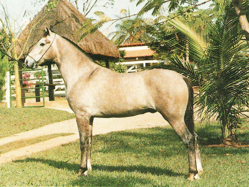 imagem cavalo Dominador da Viso