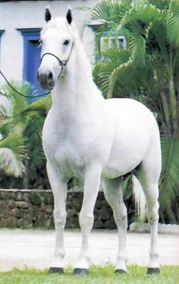 imagem cavalo Dominante A.J.