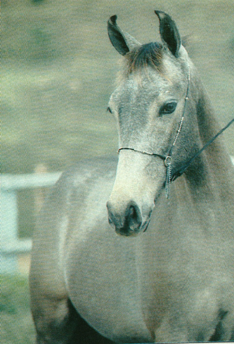 imagem cavalo den da Cobaa