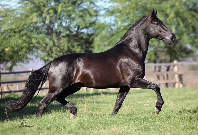 imagem cavalo El Cid do Porto Azul