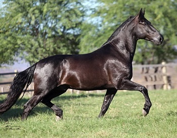 imagem cavalo El Cid do Porto Azul