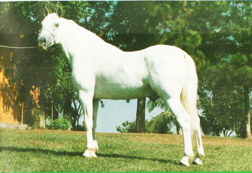 imagem cavalo pico do Arpoador