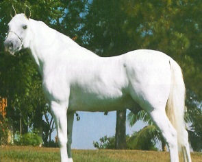 imagem cavalo pico do Arpoador