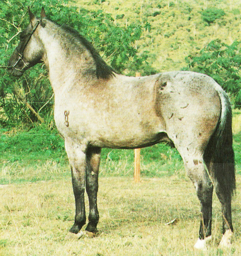 imagem cavalo Equador de Capri