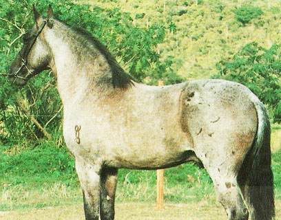 imagem cavalo Equador de Capri