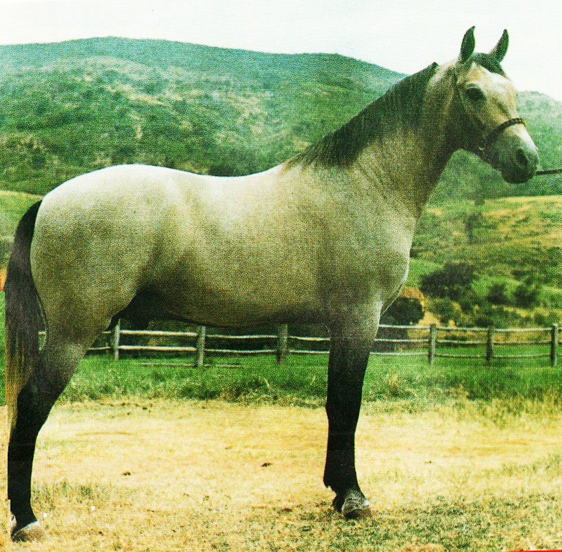 imagem cavalo Escorial Trimonte