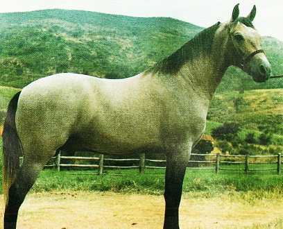 imagem cavalo Escorial Trimonte