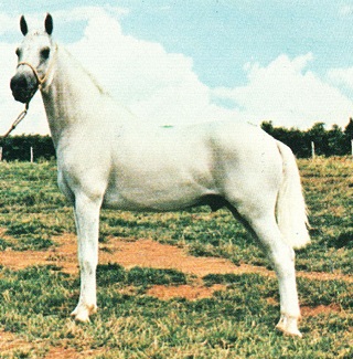 imagem cavalo Espelho A.J.