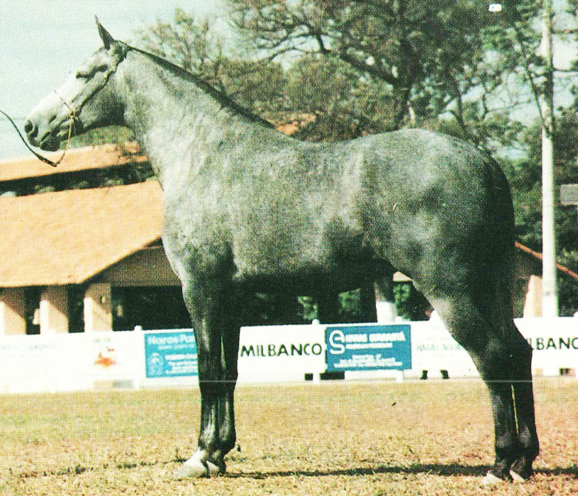 imagem cavalo Essen Itanhang