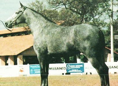 imagem cavalo Essen Itanhang