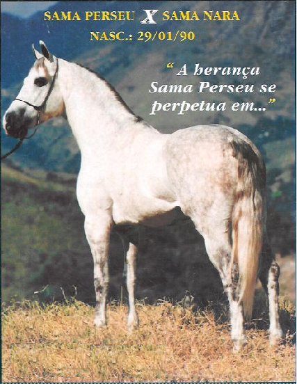 imagem cavalo Fado do Sorriso