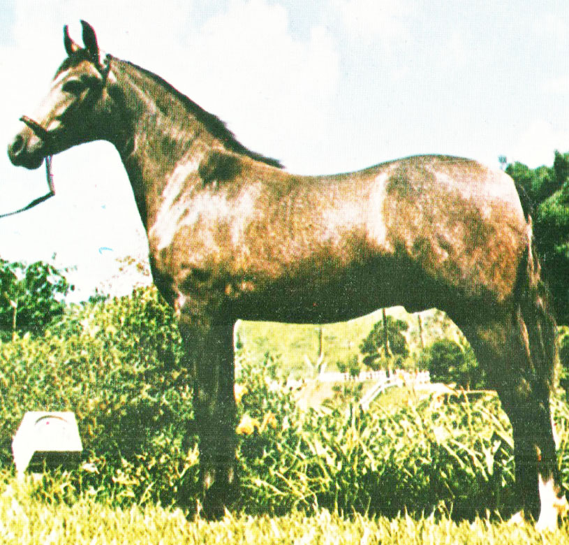 imagem cavalo Fara de Itajoana