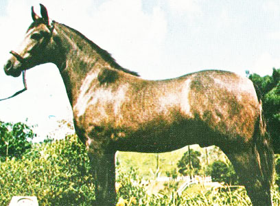 imagem cavalo Fara de Itajoana