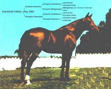 imagem cavalo Favacho Farol da Mantiqueira