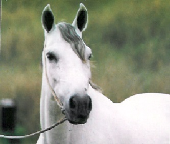 imagem cavalo Fnix da Santa Terezinha