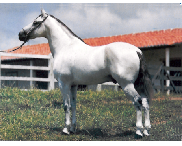 imagem cavalo Fla Flu da Santa Terezinha