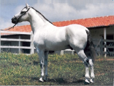 imagem cavalo Fla Flu da Santa Terezinha