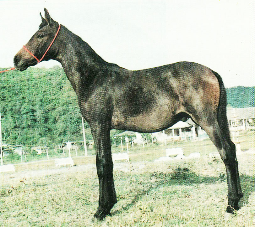 imagem cavalo Foguete do Racional