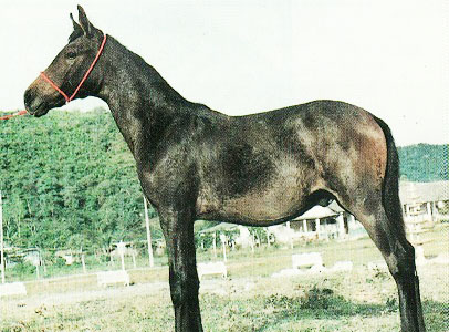 imagem cavalo Foguete do Racional