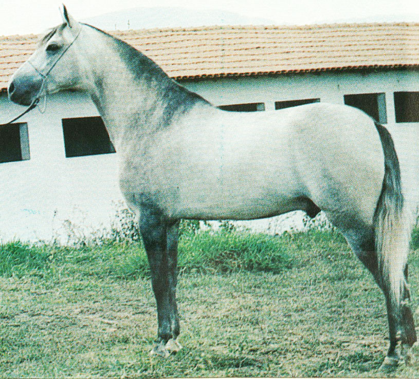 imagem cavalo F. Raio Trimonte