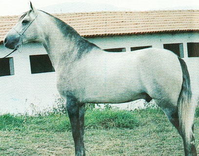 imagem cavalo F. Raio Trimonte