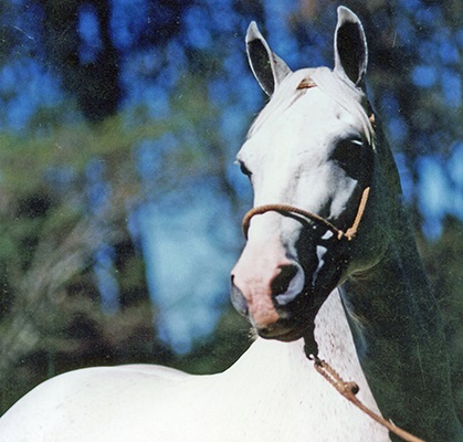 imagem cavalo Furaco Bela Cruz