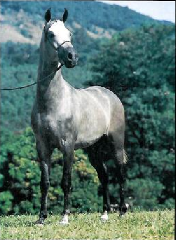 imagem cavalo Futuro da Bandeira