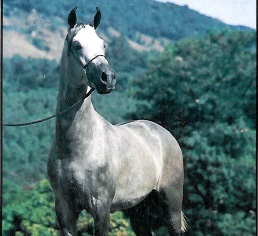 imagem cavalo Futuro da Bandeira