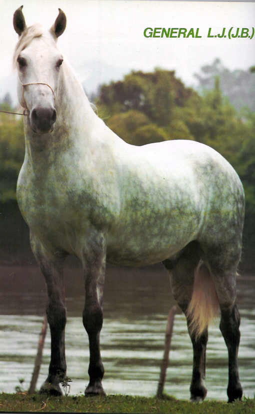 imagem cavalo General L.J.